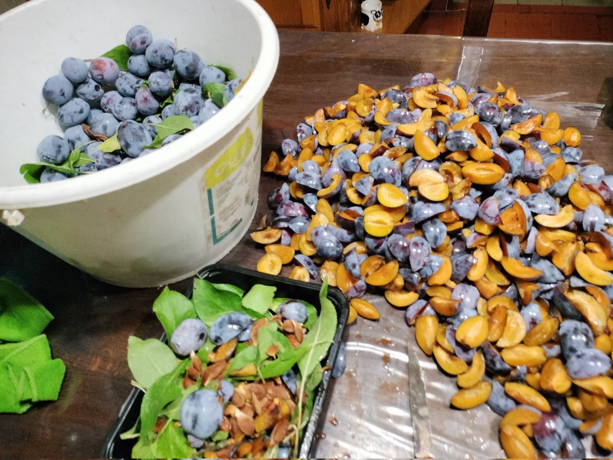 La sécheresse n'a pas tout empêché de pousser :