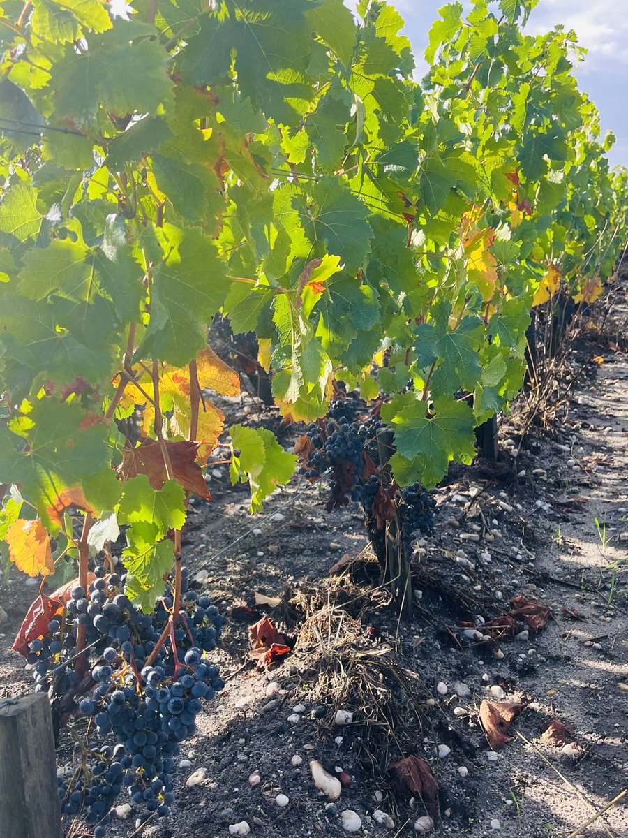 Pichon Comtesse 2025 - A tiny tank is dedicated to the vinification of our very young Merlot plots picked last week - Temperature controled with the expertise of Xavier, our cellar master
Meanwhile , mature Merlot quietly ripe under the sun… #PichonComtesse #TheBestIsYetToCome