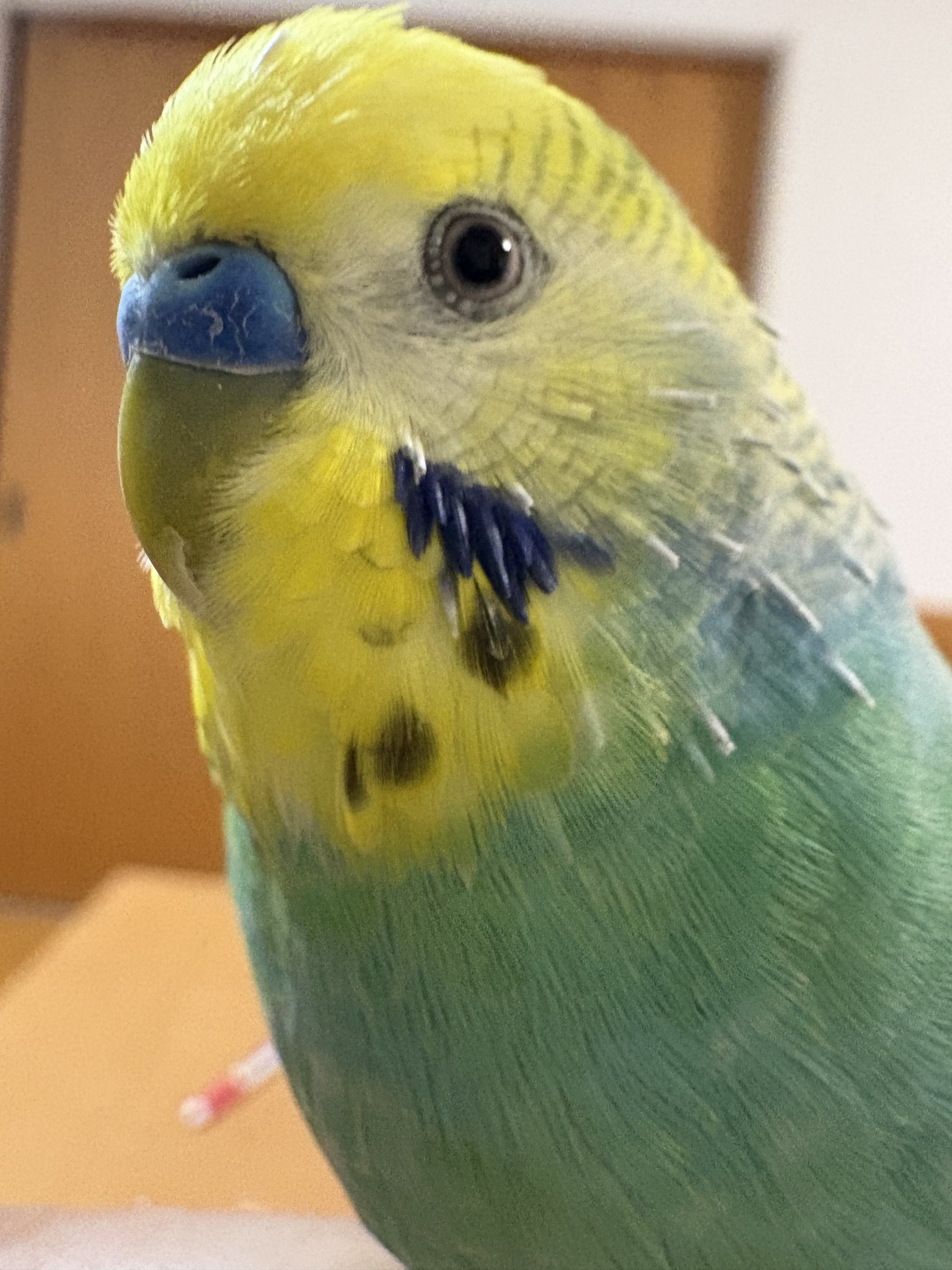 はち@永遠の鳥飼い on X: 