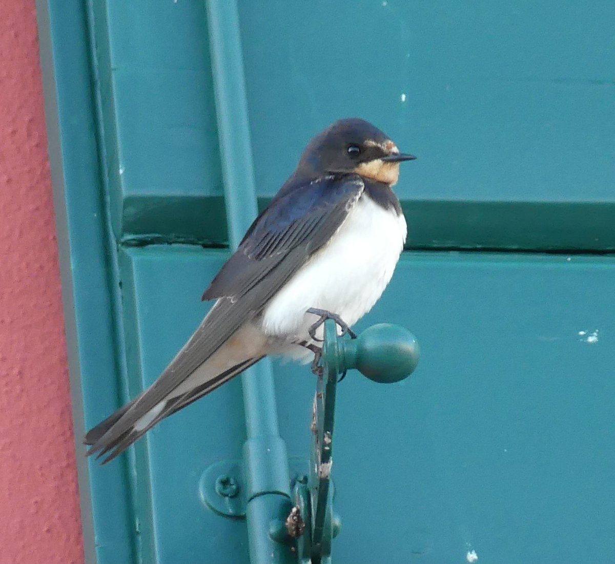 Large numbers of swallows in the small harbour where we are staying, been a long time since I saw so many. This juvenile possed very nice for me 
#Croatia