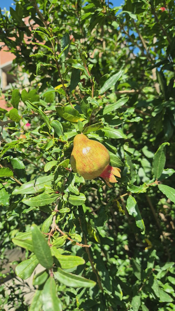 Hamiltonman's tweet image. Jedna mala pobeda prirode u betonskoj džungli Nove Detelinare. I naravno, pohvala komšiji koji se brine o ovom ulazu u dvorište. Možda je i bilo, ali znam da @LidijaPiroski ceni ove pobede prirode i društva, pojedinaca, kako god.
