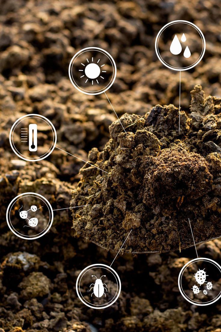 cow dung manure reduces the dependence on chemical fertilizers, which can have harmful environmental effects.

Fresh cow dung typically contains about 80% moisture. After composting, the moisture content is reduced to around 30-50%. pH Level.