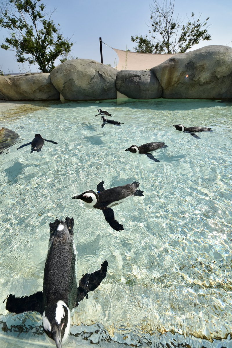 宮城県にはね、
ブルーインペンギンスっつーのもいてだな(*ﾟДﾟ)(*｡_｡)ｳﾝｳﾝ

（´-`）.｡oO（航空祭お疲れ様でした。
ハイスピードローパスってパワーワード好きすぎる(๑♡∀♡๑)

 #仙台うみの杜水族館