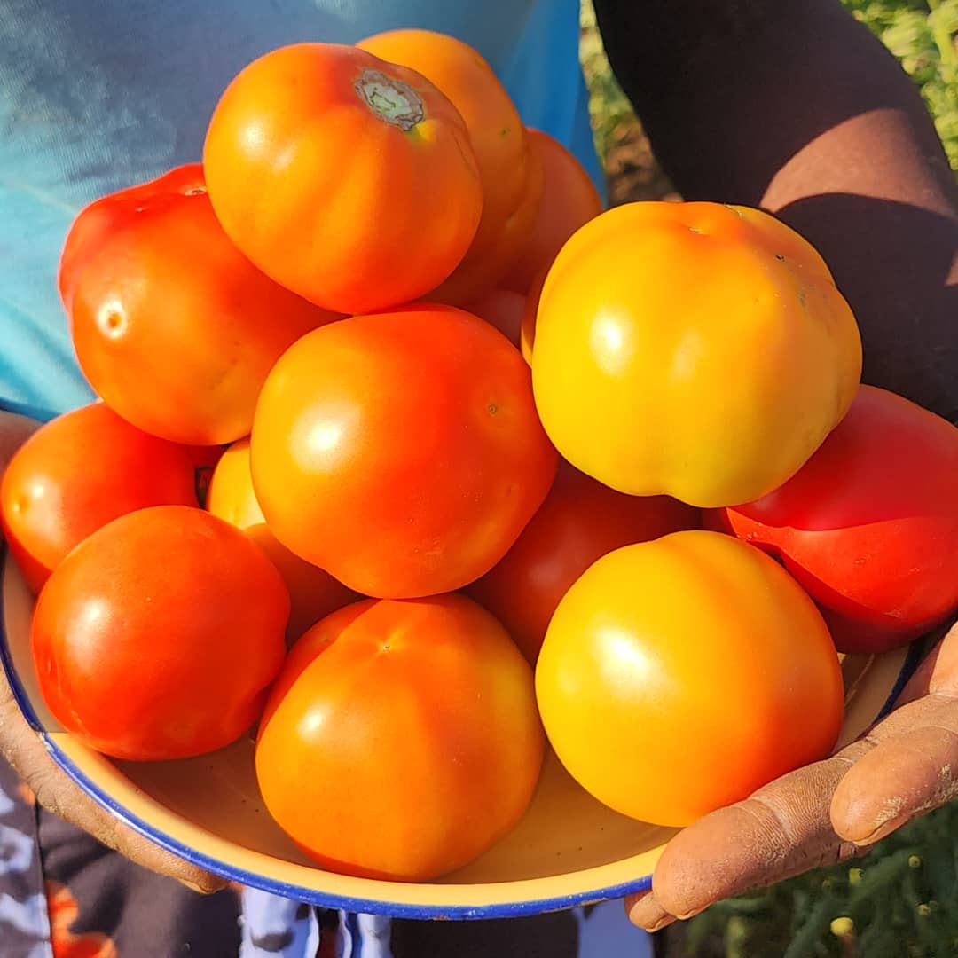 Sowing seeds of change, one harvest at a time. Celebrating the strength &amp; resilience of women in agriculture. From farm to table, women are leading the way. Recognizing the vital role of women in agric and food security 🌾 #WomenInAgriculture #womeninbusiness #Empowerment