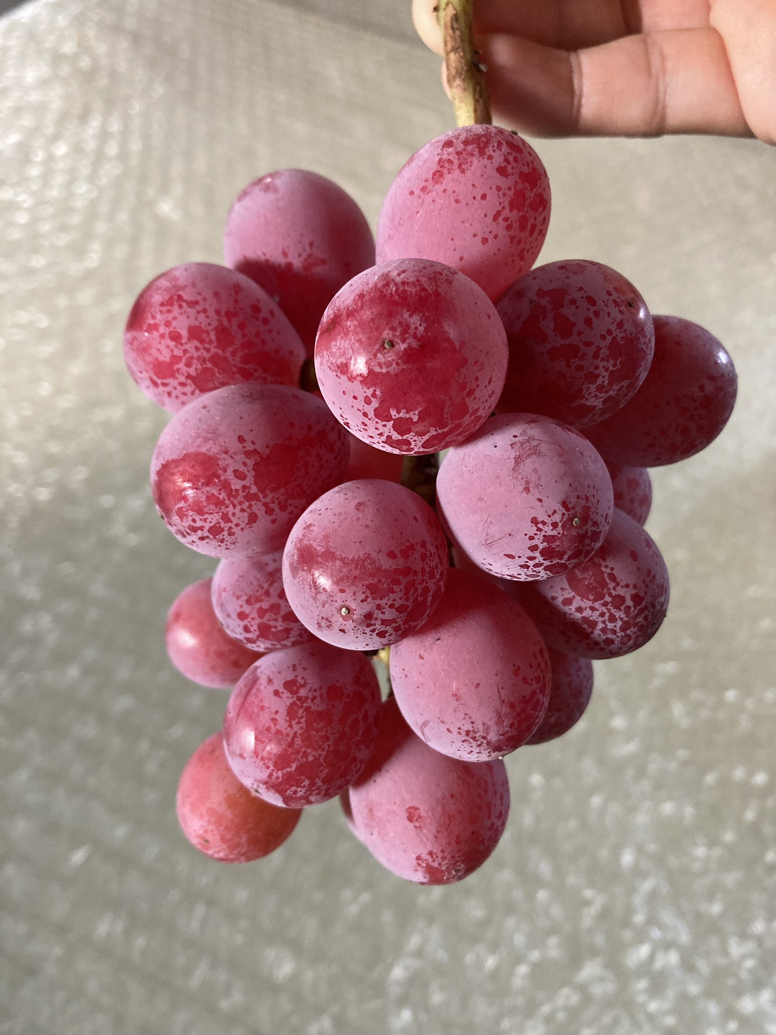 高山村のクイーンニーナ　来季の受付け中 高山村のクイーンニーナ 来季の受付け中 クイーンニーナ／売れ筋品種