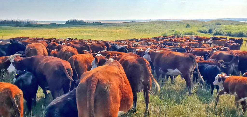 A hot day but a beauty to gather up and move our south pairs to new grazing. Two more months before they make their way closer to home.