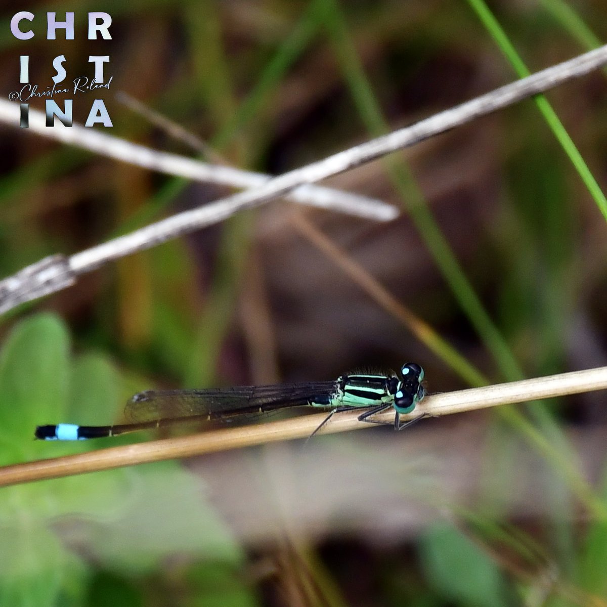 ChrRoland's tweet image. #lantaarntje #libel #odonata