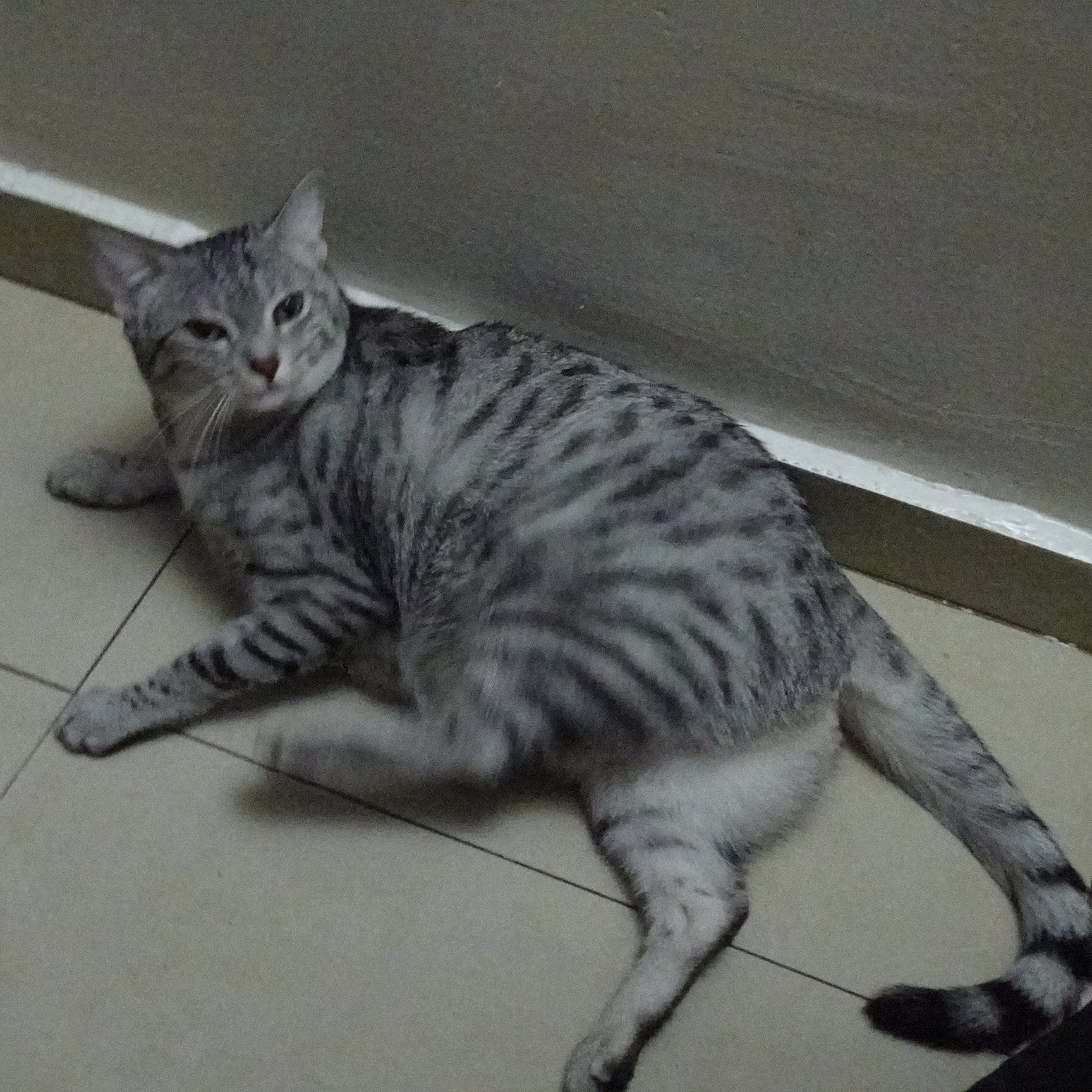 ねこ 高さ186.5cm 猫 脱走 防止 ハイタイプ ペットゲート ネコ