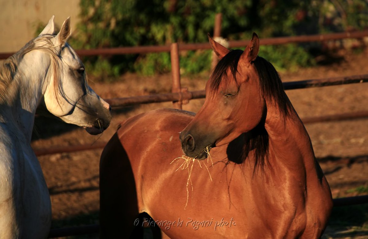 #OggiSembra 
un giorno gentile,
l'alba ha donato colori favola.
Il tempo,
accomodante e soave.
Senza ancora nulla sapere,
si entra nel viaggio dei pensieri.
Resti come dico sempre,
un poco di bontà.
Sarebbe bello.