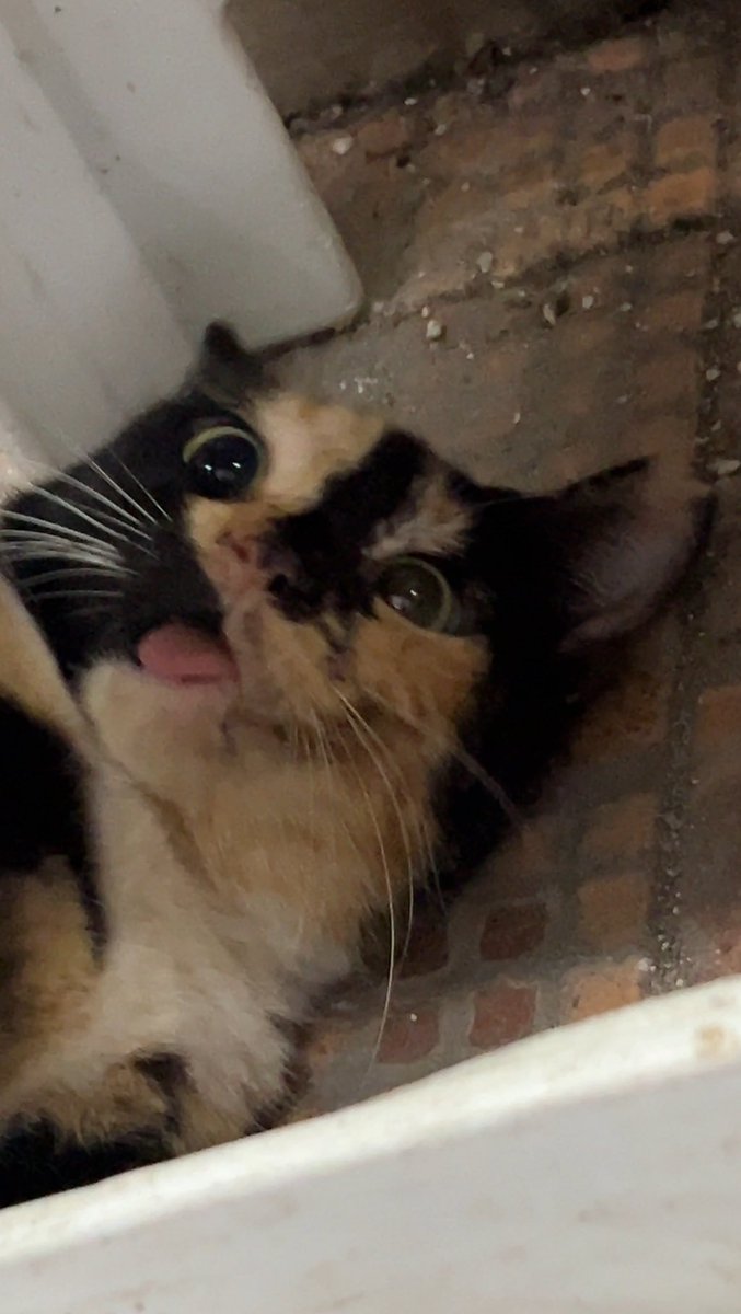 Kucingku patut bersyukur, walaupun dia cuma Tanah Tinggi Calico Shorthair, aku gak akan ninggalin dia di basement. Never 🥺