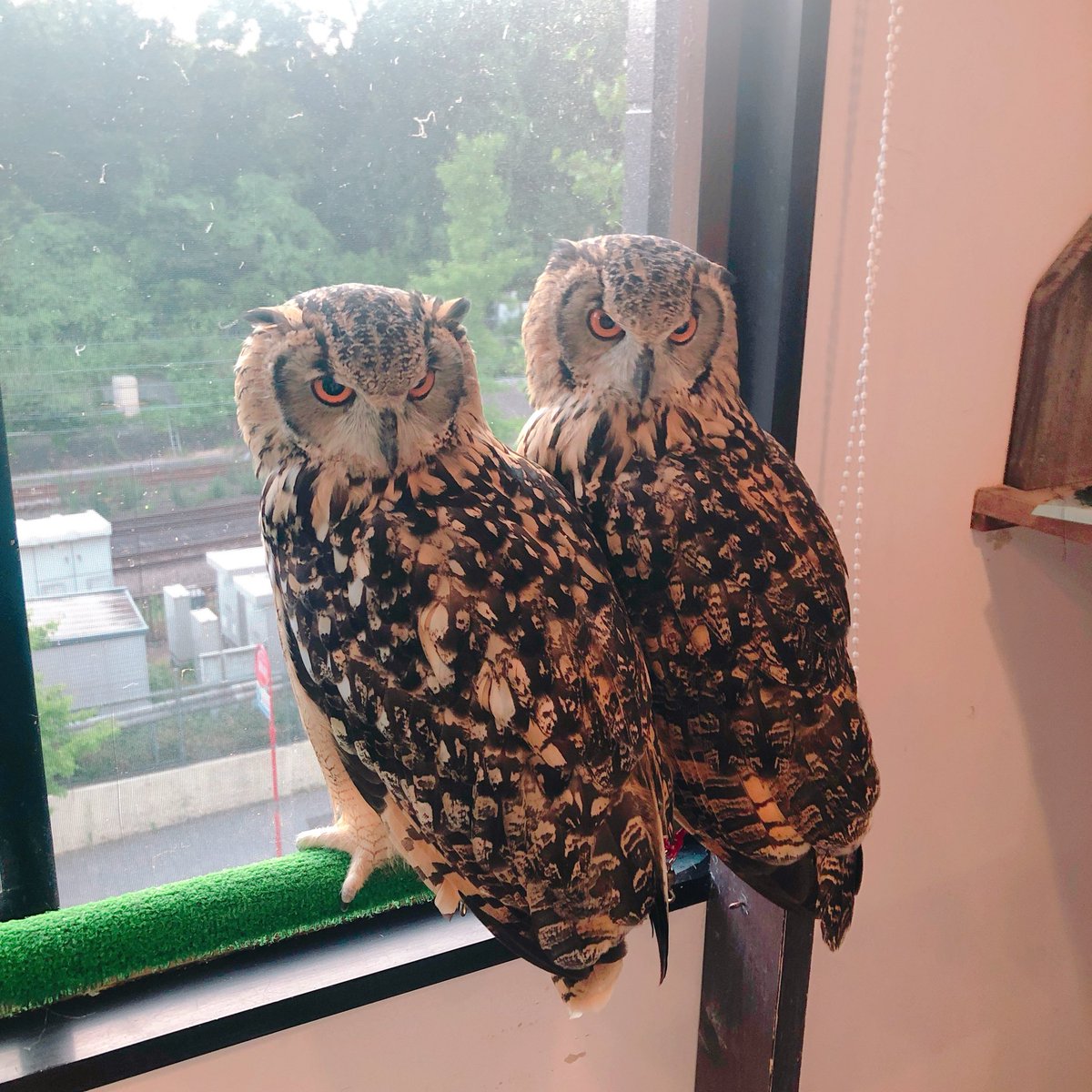 【原宿店】

仲良し姉妹🦉🦉🧡

#ベンガルワシミミズク  #可愛い #もふもふ #推しが尊い #owlcafe