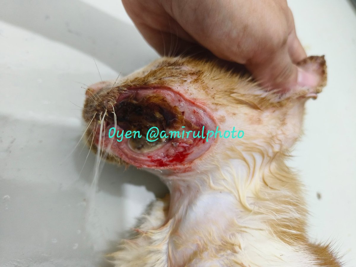 Kesian tgok mulutnya..sampai makan pn masih kena bersuap. Mengiow pun tak berhenti mcm nak bagitau dia masih nak lawan.

Sabar ye sayang…doctor kata ambil masa sekurang-kurangnya 2 bulan untuk betul² tumbuh kulit baru. Harap ada rezeki untuk Oyen teruskan rawatan ni 🙏🏻😿