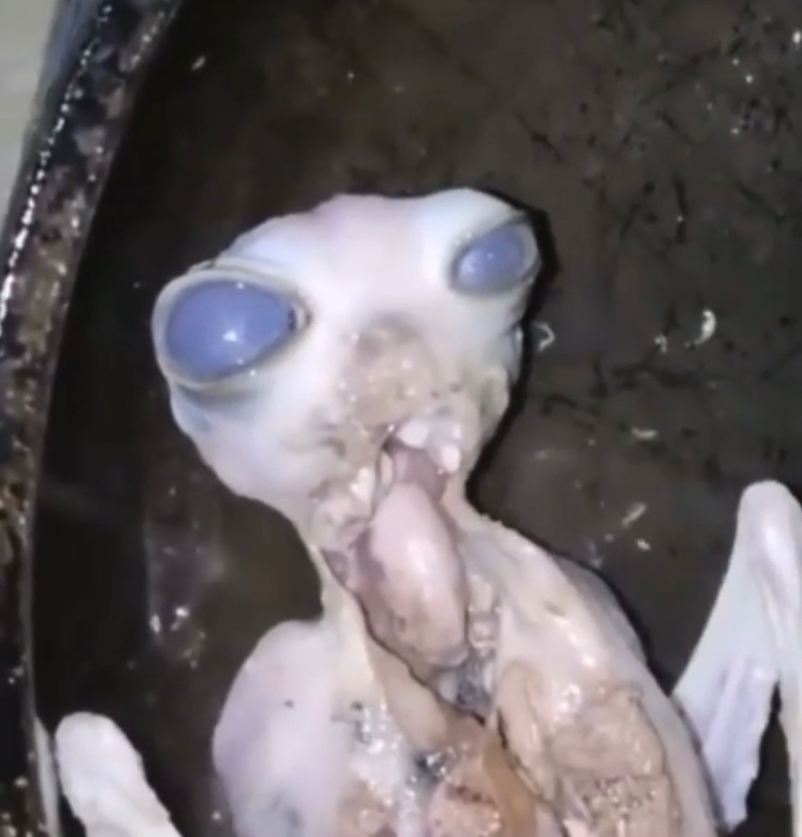 Eating good tonite! #horsefetus