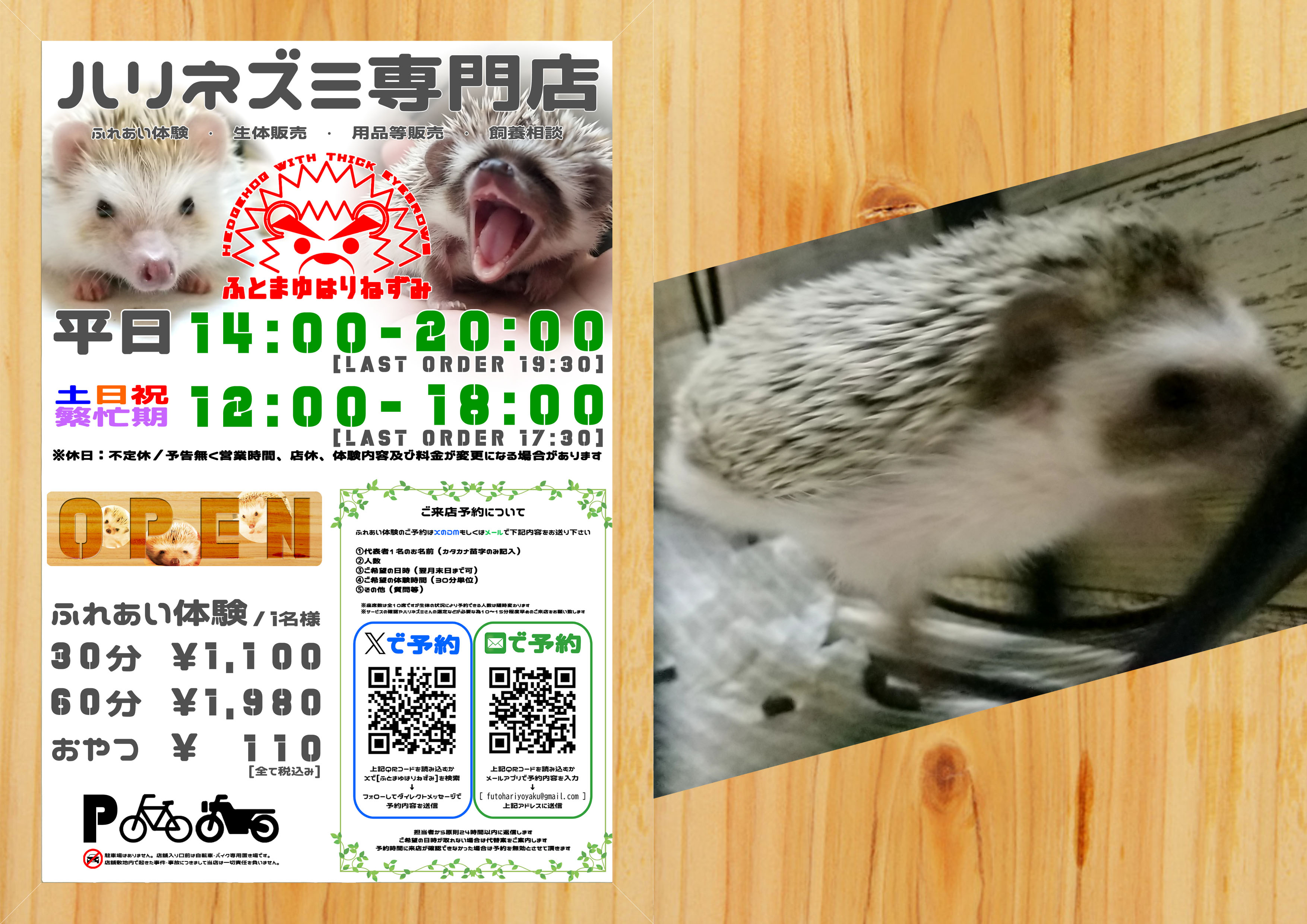 🦔ハリネズミ専門店🦔ふとまゆはりねずみ🦔 (@ftmyhrnzm) / X