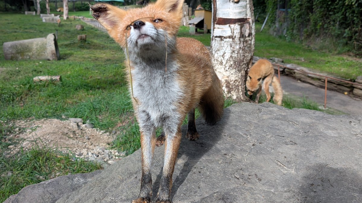 きたきつねページになります＊ きたきつねページになります＊ キタキツネ | STORES