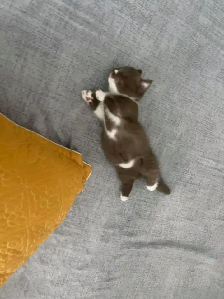 nocontextscats's tweet photo. Bro sleeps like he paid rent https://t.co/xkSBEMp29a