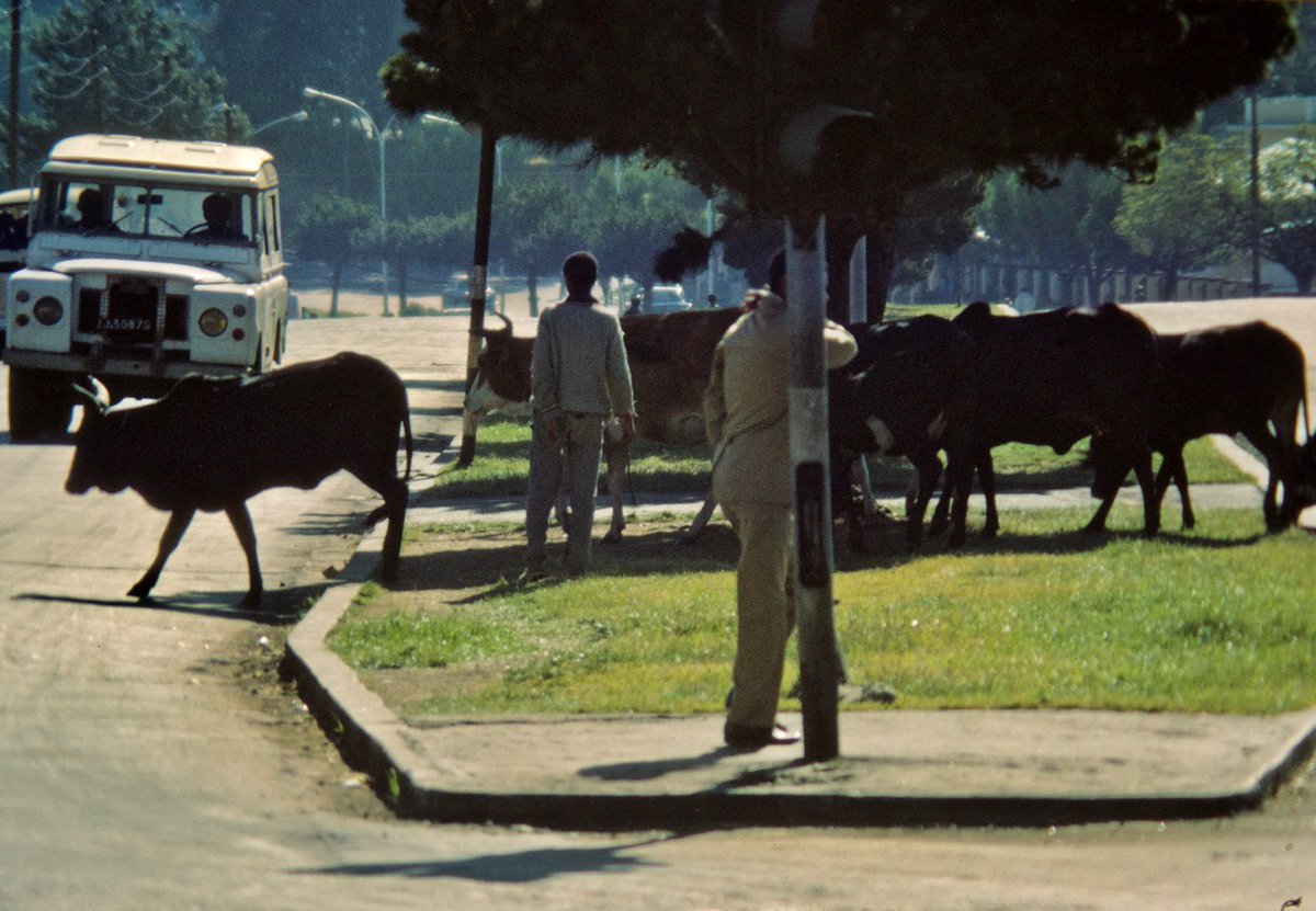 Chester L. Richards

STREET SCENE – ADDIS ABABA
This city of five million is dense in the center but has no discrete edge. It just thins out into intermixed country farms. Animals in the streets are common.

#photographyeveryday #photographyart #landscapelovers
