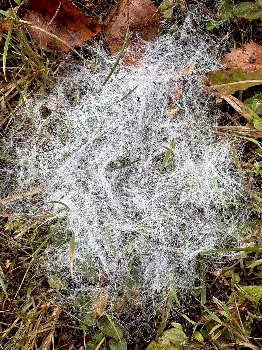 CropShots's tweet image. A mystery fuzz. I’m usually quite good with the plant and fungi world, but this one’s left me stumped. It seems to be a mass of mycelium, growing close to a crab apple tree here in East Devon. Any ideas?