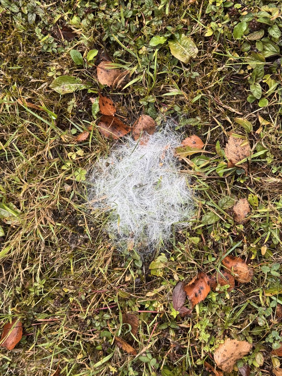CropShots's tweet image. A mystery fuzz. I’m usually quite good with the plant and fungi world, but this one’s left me stumped. It seems to be a mass of mycelium, growing close to a crab apple tree here in East Devon. Any ideas?