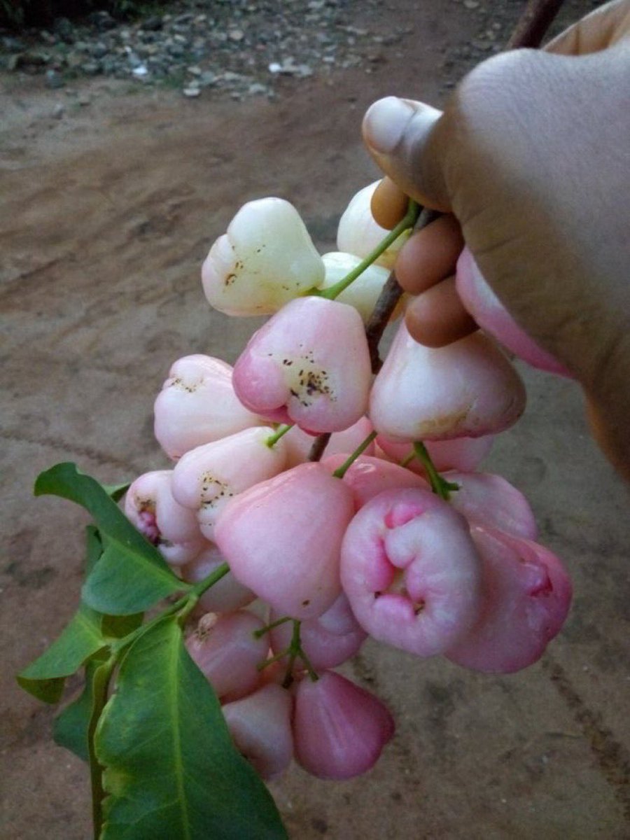 ObaOfVibes's tweet image. This is the real Apple fruit God gave Nigerians but guess what na imported GMO apple 🍎 we Dey eat now .

(Dede and Koyin RIP Ruth Dangote Phyna Penalty Kaduna Doyin Ivatar Writz Rest in Peace Ebuka Put Eze #JusticeForRuth Ursula Rayo Joana Winners Chihuahua Lammens 2baba Kotana)