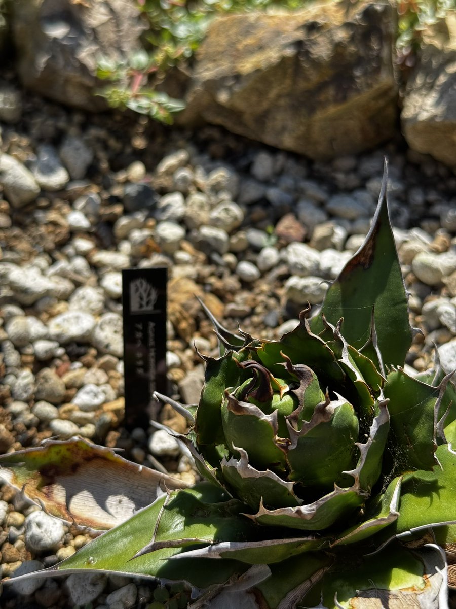 ホリダを地植えしたら、とんでもなくコンパクトで綺麗になったんだけど⁉️✨

#アガベ #ホリダ #多肉植物 #植物