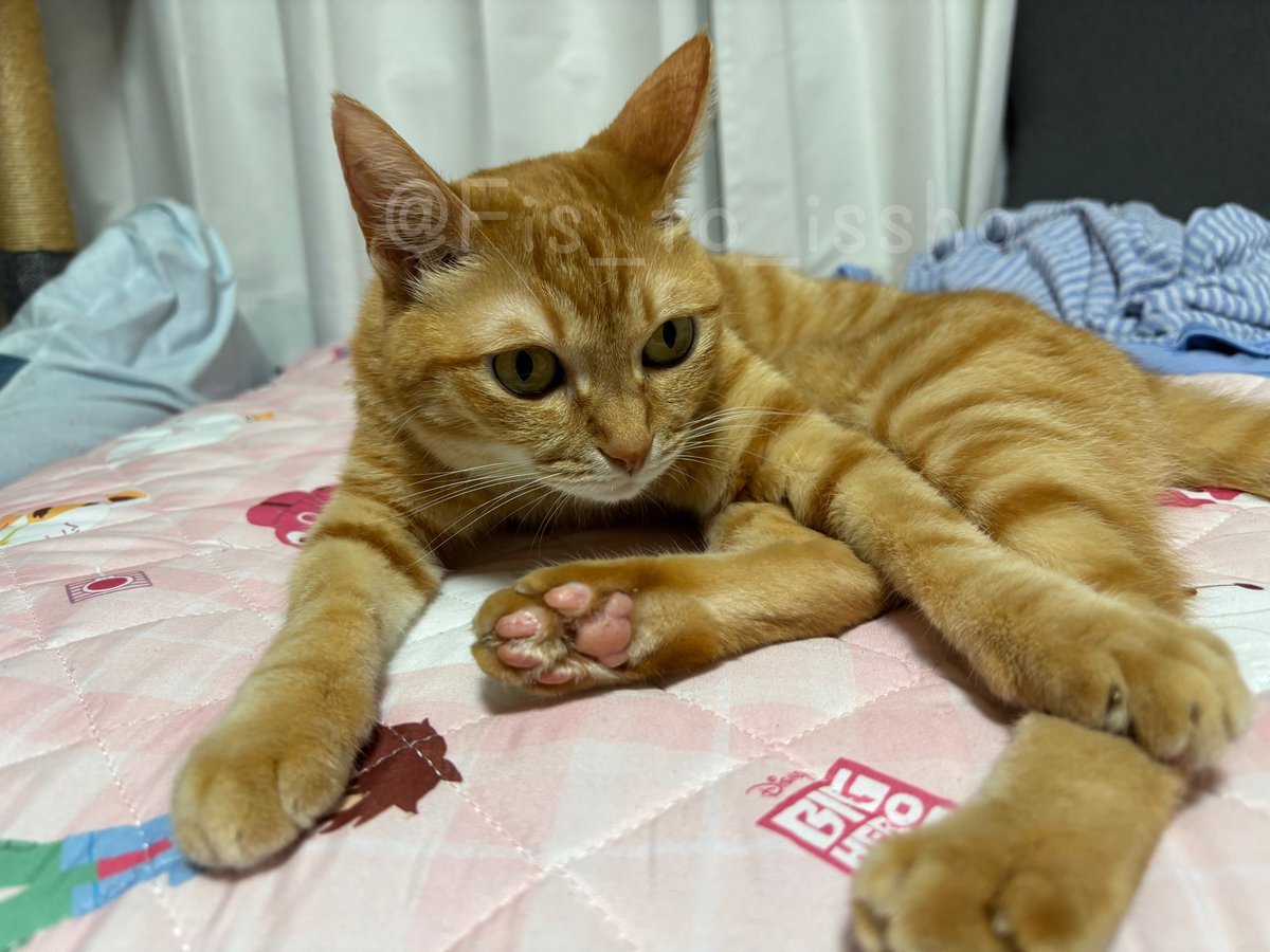 今日の「ぷに」🐾見せたから、セーフ！！

#猫 #cat #猫好きさんと繋がりたい  #ねこかわいいね #猫のいる暮らし #肉球