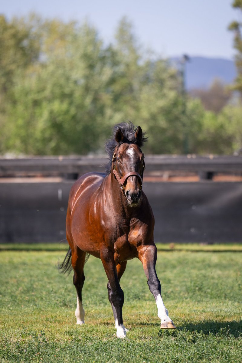 Maurice’s first crop of yearlings bred at his peak fee averaged $503,000 at Inglis Easter, with a median price of $450,000. In fact, he was one of only 8 stallions whose Easter average exceeded $500,000. These horses are the first of Maurice's 200+ best-bred progeny coming on