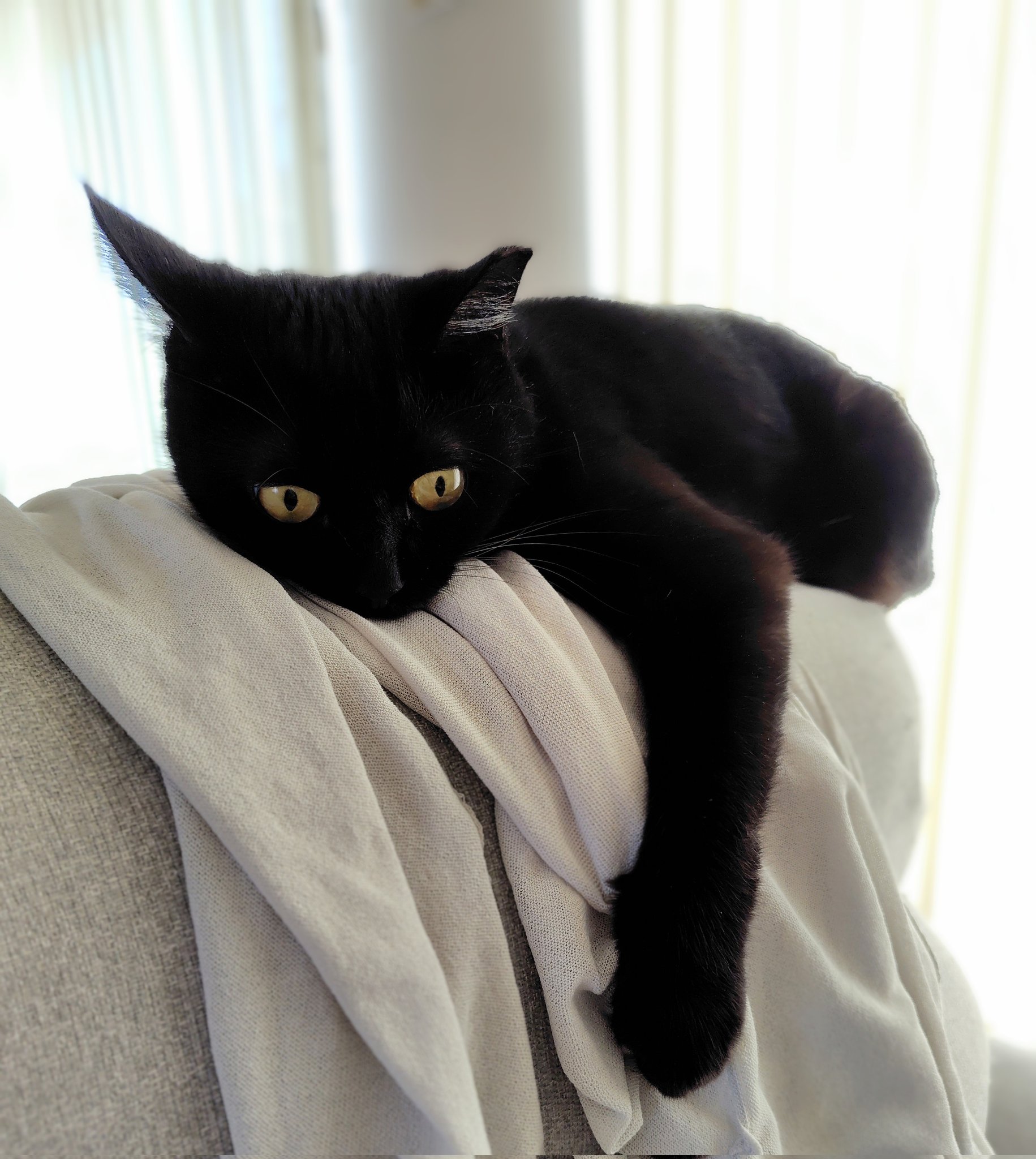 黒猫くまこ🐈‍⬛🐾 on X: 