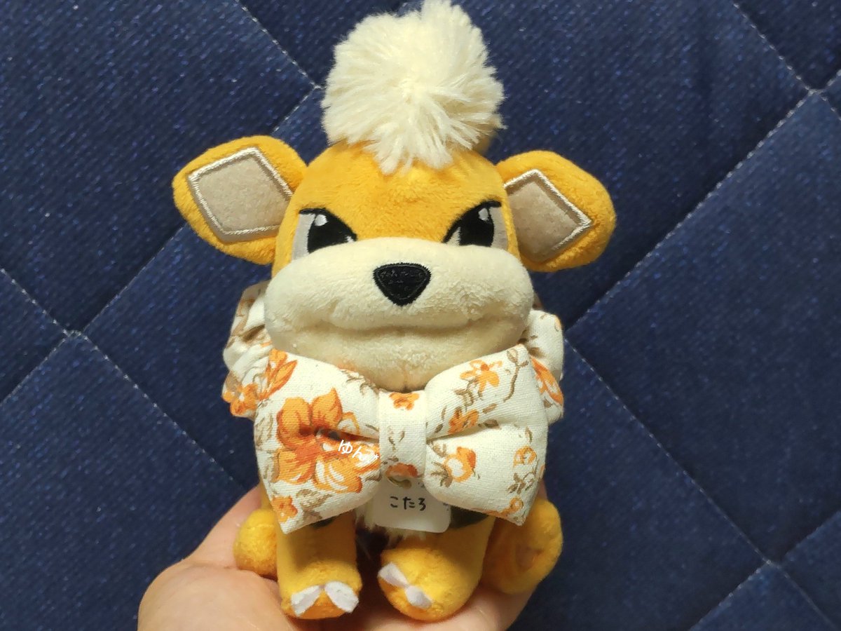 9月になったので、こたろも衣替え✨
でもまだまだ暑いね💦
#ポケモンfit