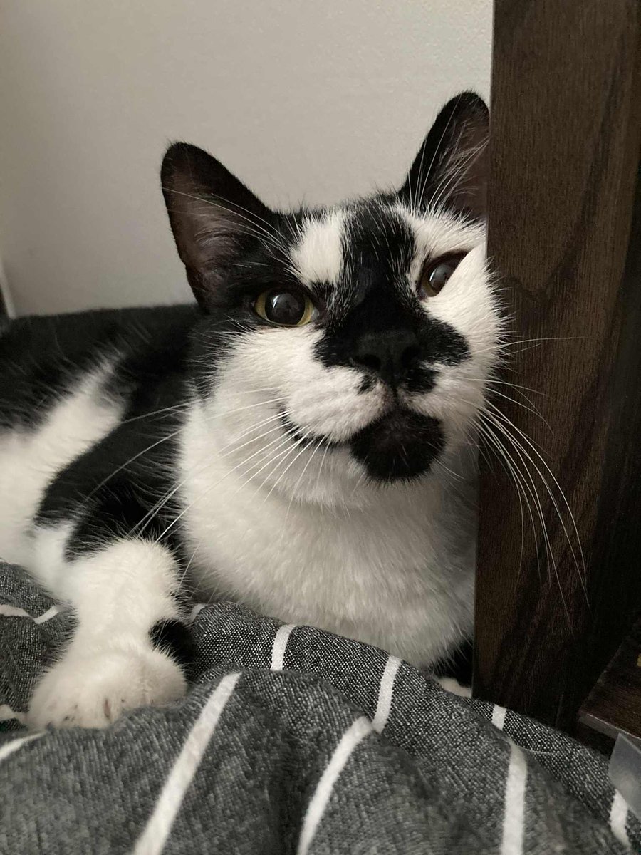 시푸 볼 찌부라진거 귀여워서
자꾸보게됨