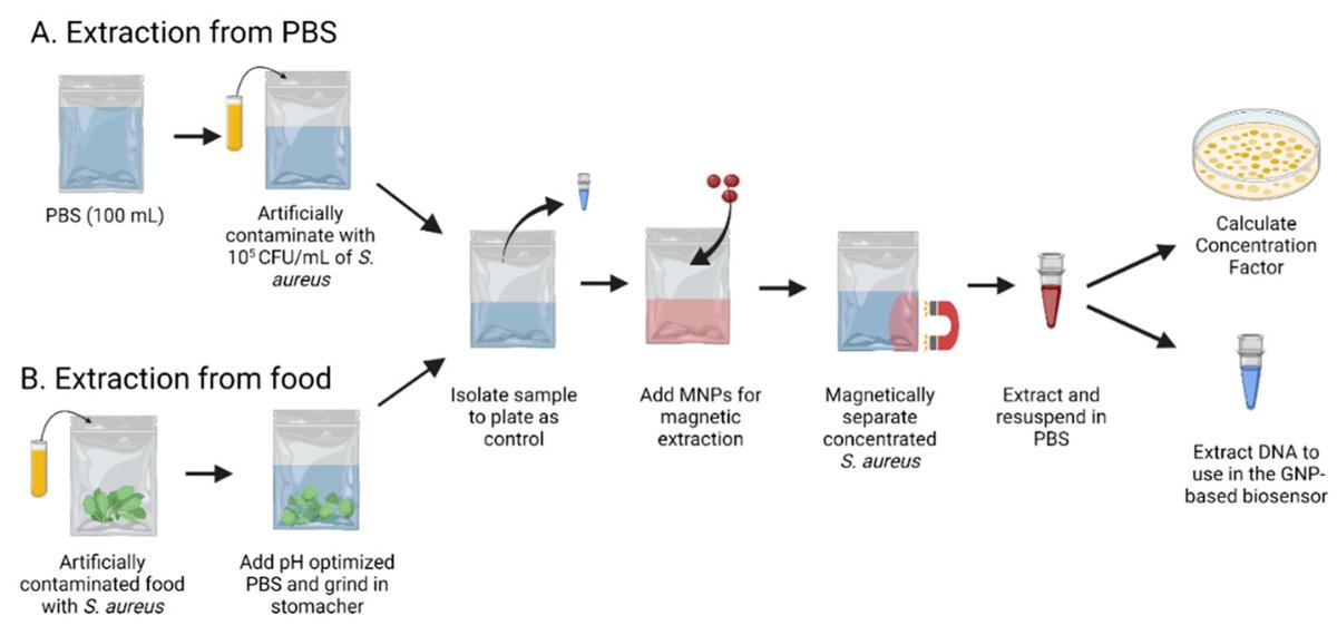 Biosensors_MDPI's tweet photo. 📣Call for Reading:

#Article
Multi-Probe Nano-Genomic Biosensor to Detect S. aureus from Magnetically-Extracted Food Samples

by Chelsie Boodoo, et al.

https://t.co/8rSSDHhP42

#NanoGenomic #MultiProbe #foodborne #AuNPs
#biosensors #mdpi #openaccess https://t.co/TvZ16H3yVV