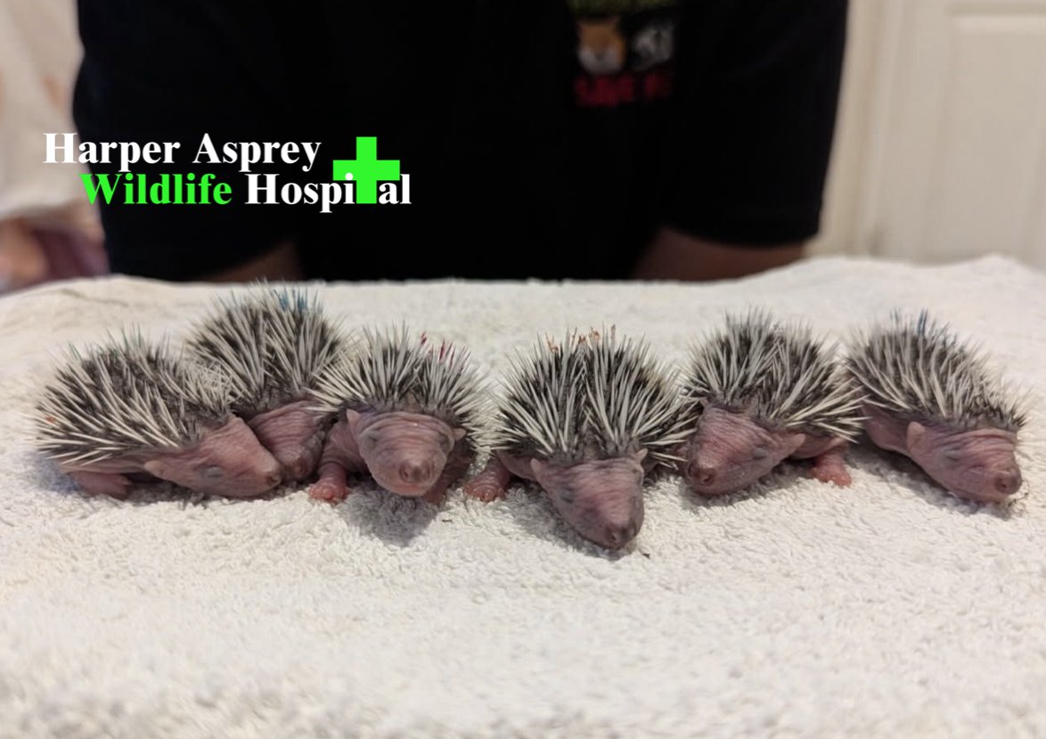 🐾 Eani, Meni, Myni, Mo, Derek &amp;  Jo were found in a black sack during a garden clearance — just hours old &amp; without Mum. 36hrs later, with 2-hour feeds around the clock, they’re finally starting to settle 💚 Every orphan takes time, care &amp; love.   hawr.co.uk/donate-to-us/?…