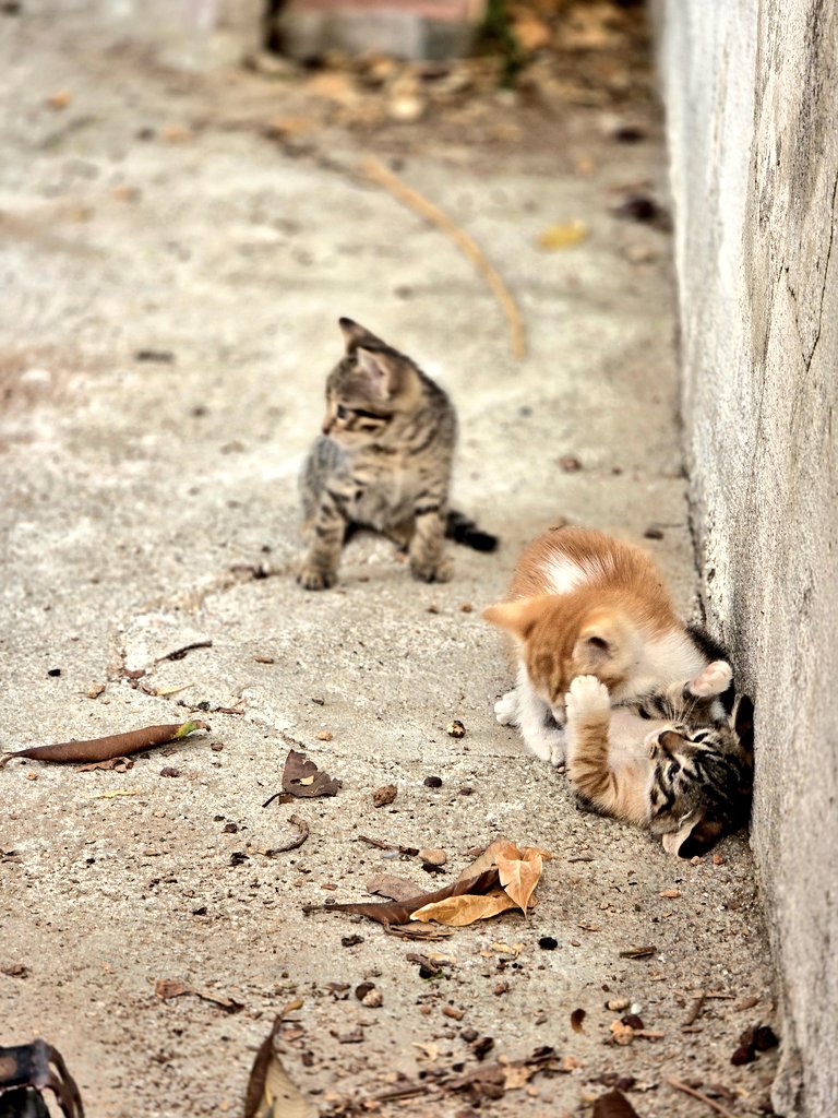 Bende iki dünya çarpışıyor artık
Biri umutlu, devingen, gözüpekçe yaşıyor
Öbürü masallarda sarhoş ve ezik.

#ahmeterhan #EYLUELAYI #pazartesi #eylül #şiir #kedi #mutluluk #umut #ihtimal #günaydın #Sonbahar