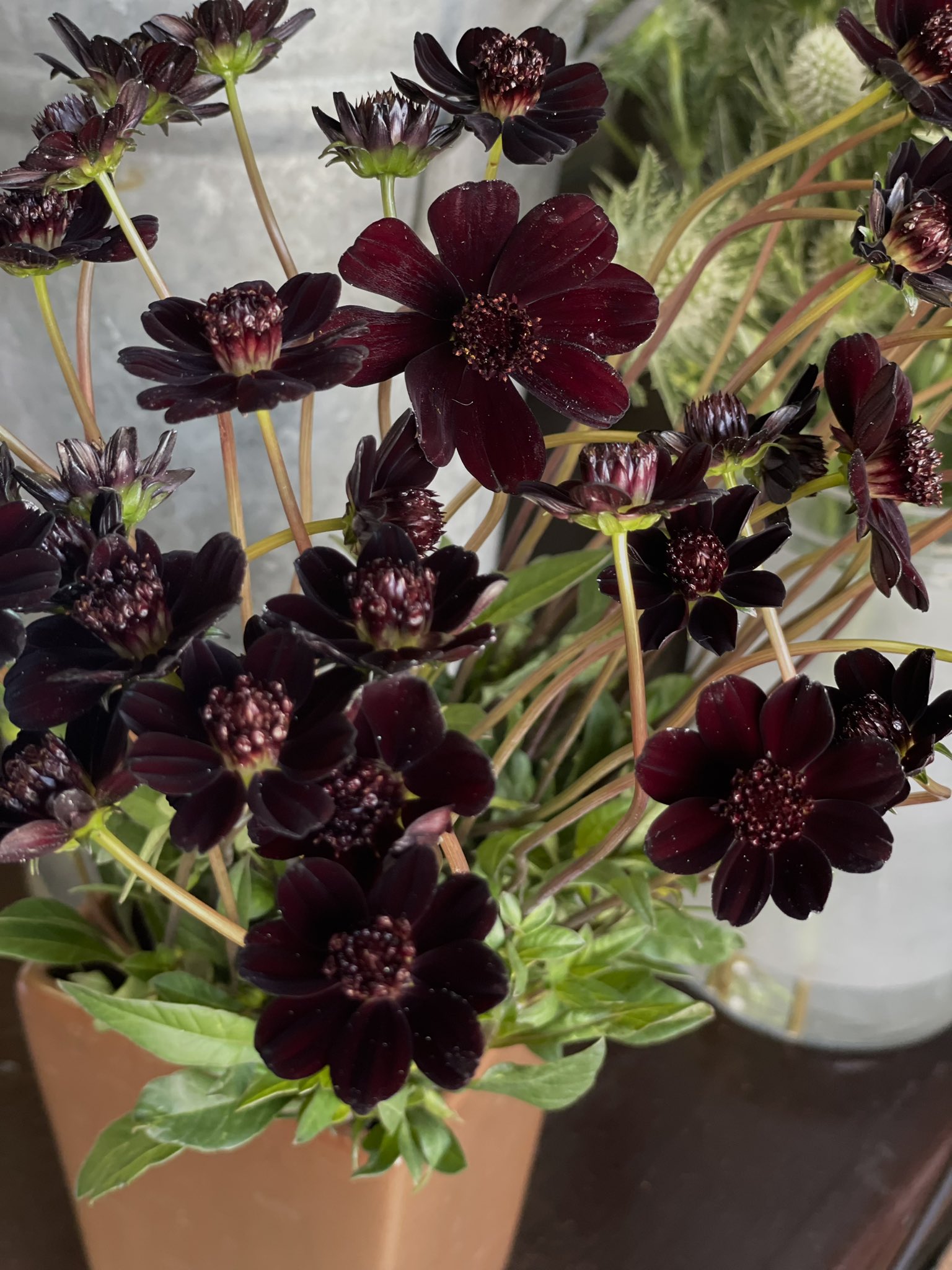フレンチシックシリーズ❣️新作。野の花アレンジチョコレートコスモスを添えて ラナンキュラスとチョコレートコスモスの寄せ植えアレンジ
