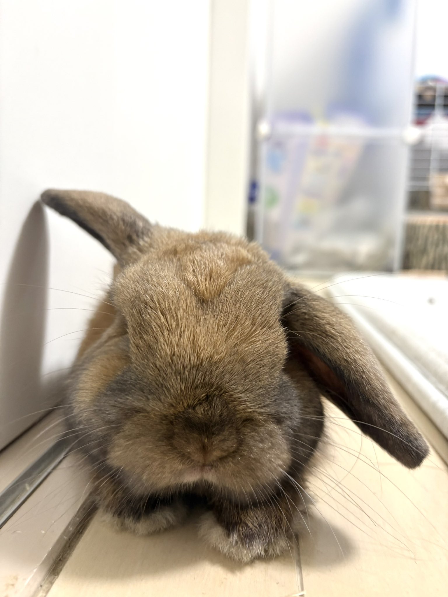うさぎのポパイ on X: 