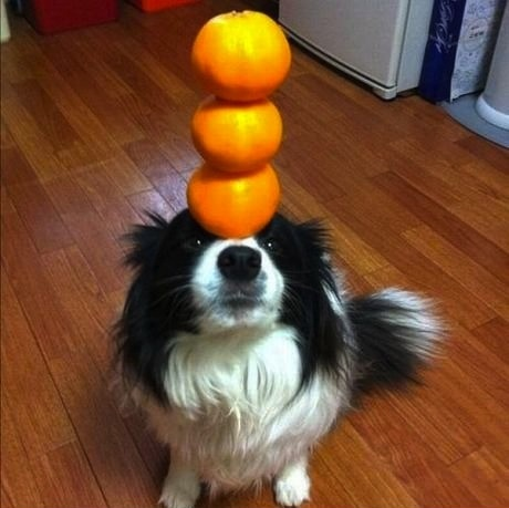 woofgonecrazy's tweet photo. orange 🍊 3 3⃣ of them https://t.co/n3wxmLILvH