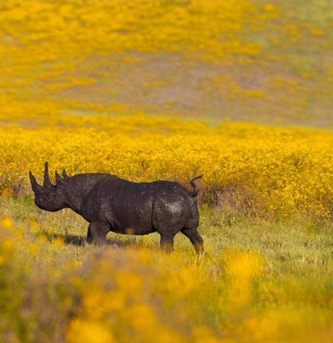 #Spring has sprung in the southern hemisphere &amp; with it, a moment of pure magic in the wilderness. A majestic #rhino stands strong, yet graceful, amidst the golden glow of spring. In this season of renewal, we’re reminded that strength &amp; fragility coexist. Happy #SpringDay! 🦏🌼