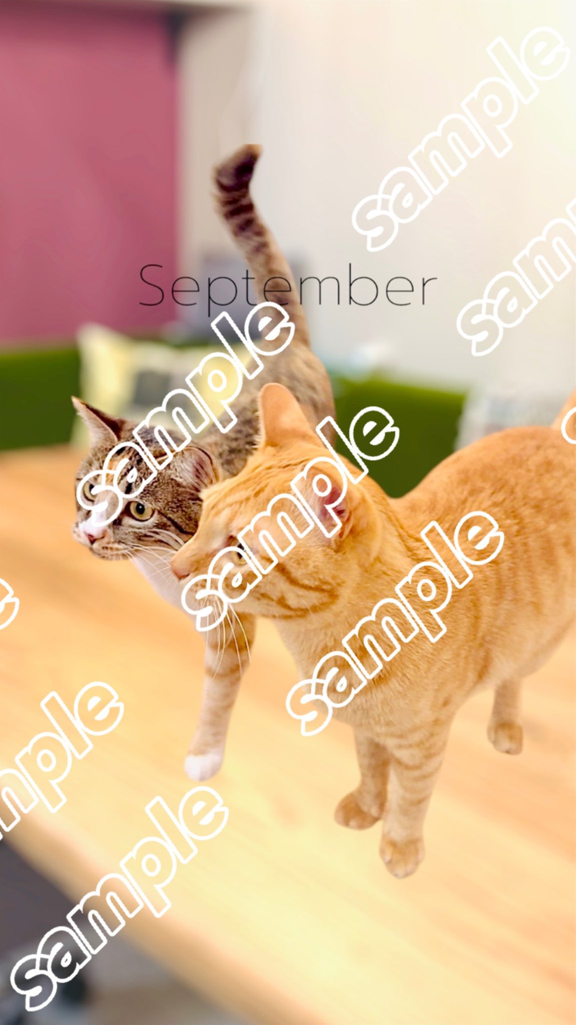 ねこっこ　8点 ねこっこ (@nekokkoooo) / X