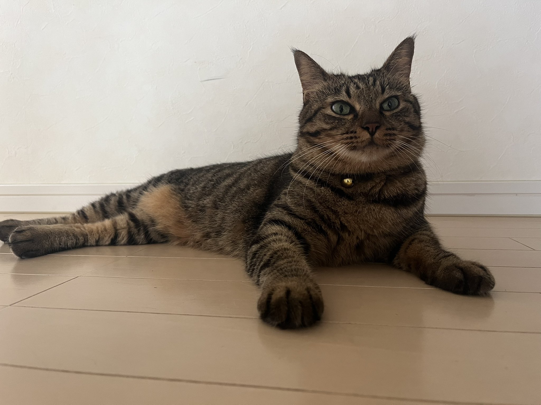 やせねこ ちびなるせねこくつした(ホワイト) | だいふくやさん