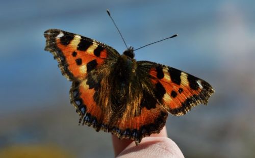 Biodiversity Ireland tweet media