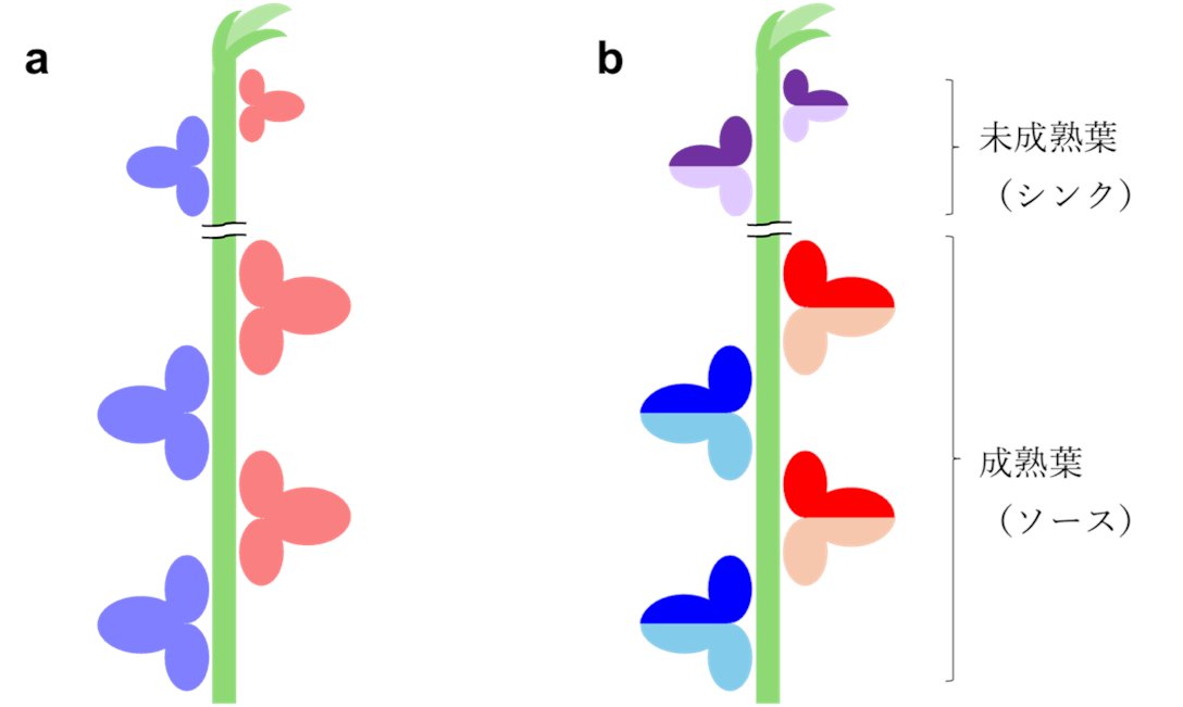 【研究成果】ダイズの光合成産物の輸送経路と行き先を解明ー 放射線オートラジオグラフィーと蛍光トレーサーを組み合わせて判明ー
a.u-tokyo.ac.jp/topics/topics_…
#東京大学 #東大農学部 #ダイズ #光合成 #放射線トレーサー #蛍光トレーサー #輸送経路