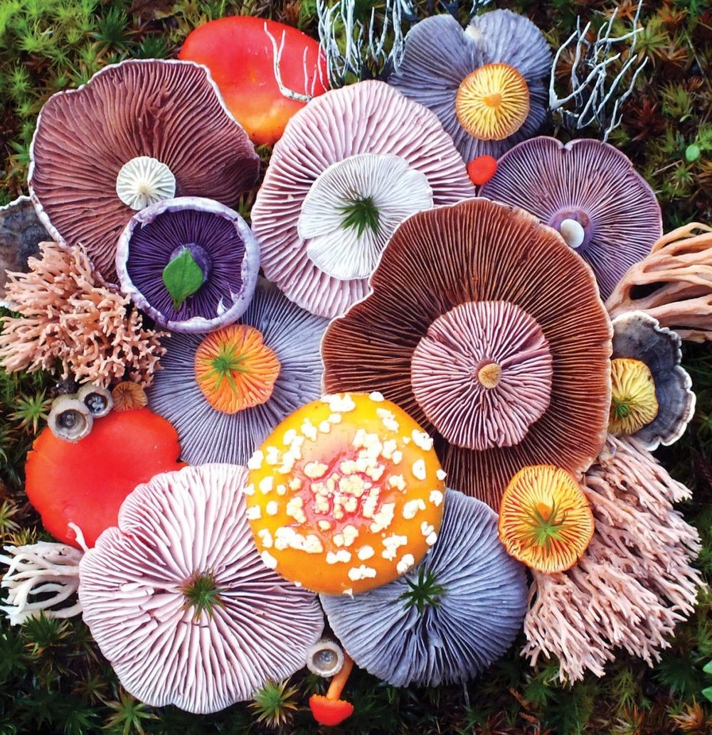 womensart1's tweet photo. 'Mushroom Medley´ by artist/photographer Jill Bliss who explores the coastal forests of the Pacific Northwest, creating nature-inspired work #WomensArt #September https://t.co/DidQw4ceBx