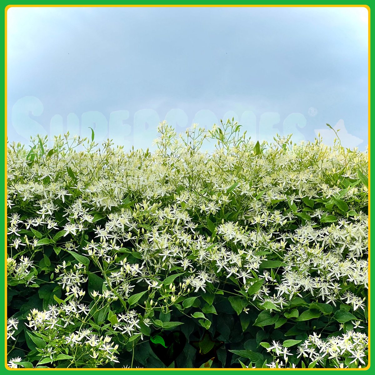 supercomfs's tweet image. #Clematisatchas🌿☁️
➖💚🌟