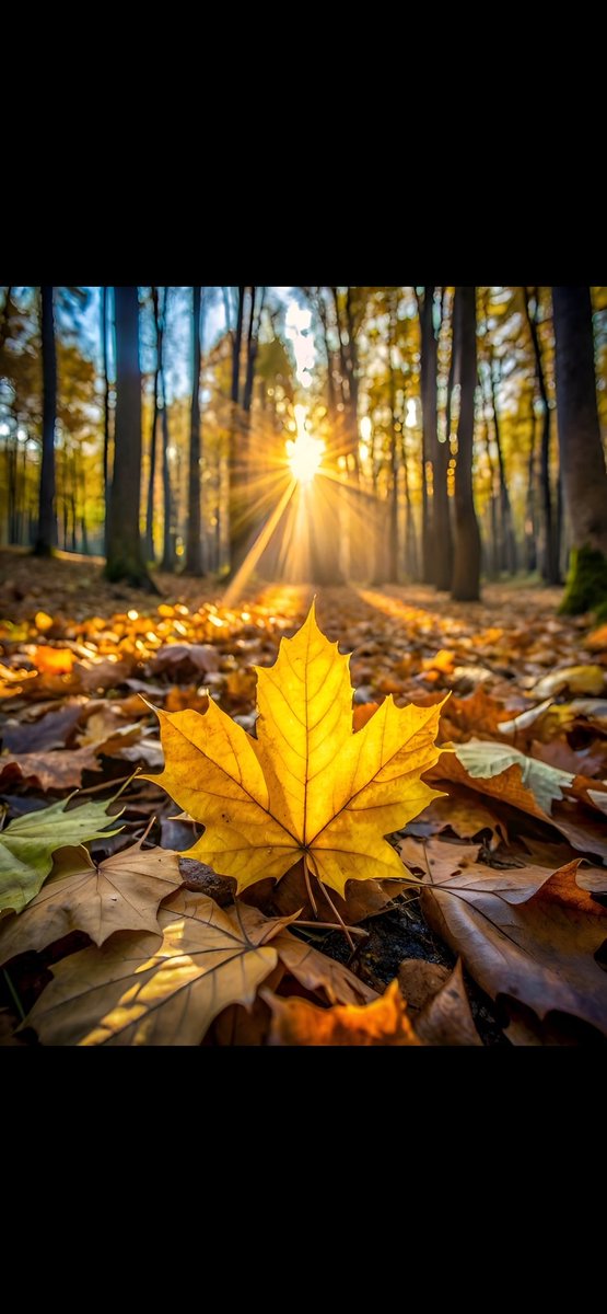 Hoşgeldin Eylül!!
Gelişin bir vedayı değil 
bir umudu müjdelesin. 
Her yere savrulan yaprak 
bir güzellik getirsin
🍃🍂🍁
 #Eylül