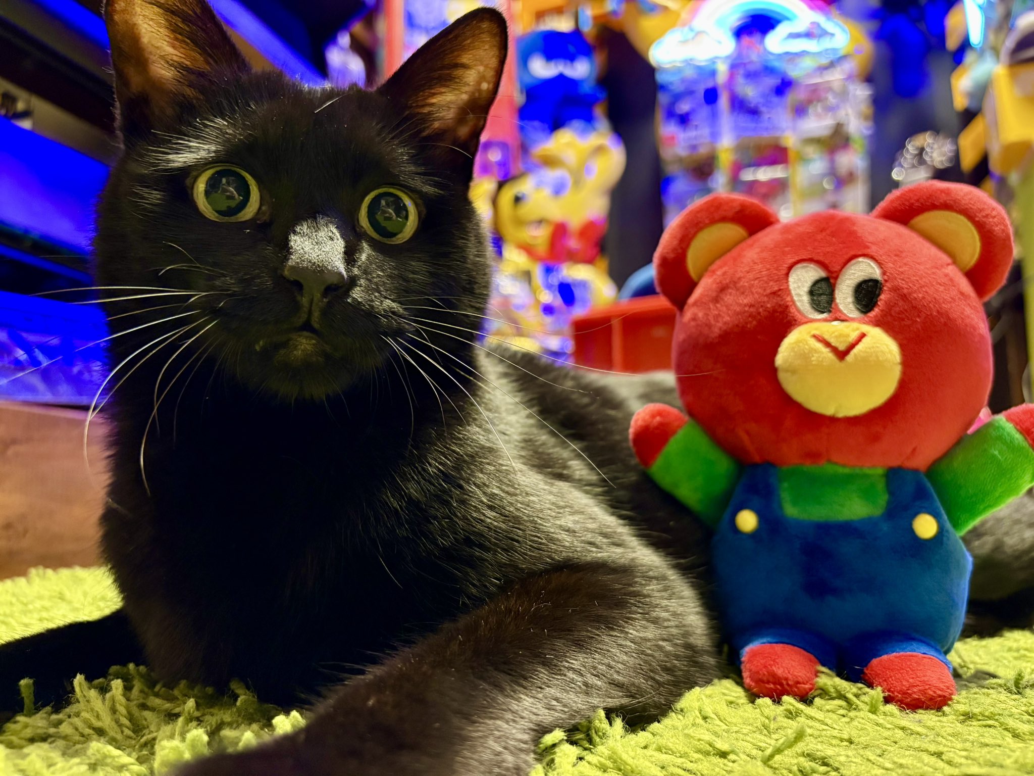【たぁこ*さま】* ornament ♡* 賢そうで、でもおとぼけな ワンちゃん ぽむ on X: 