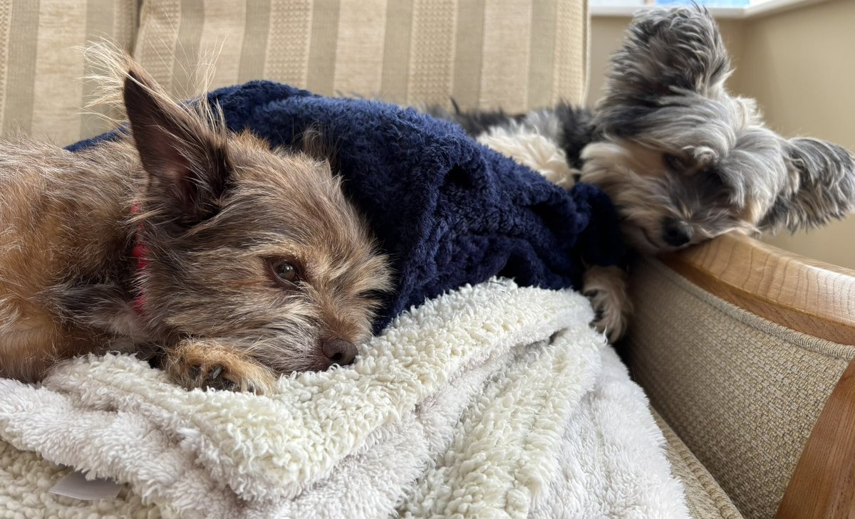 Tonia Antoniazzi tweet media