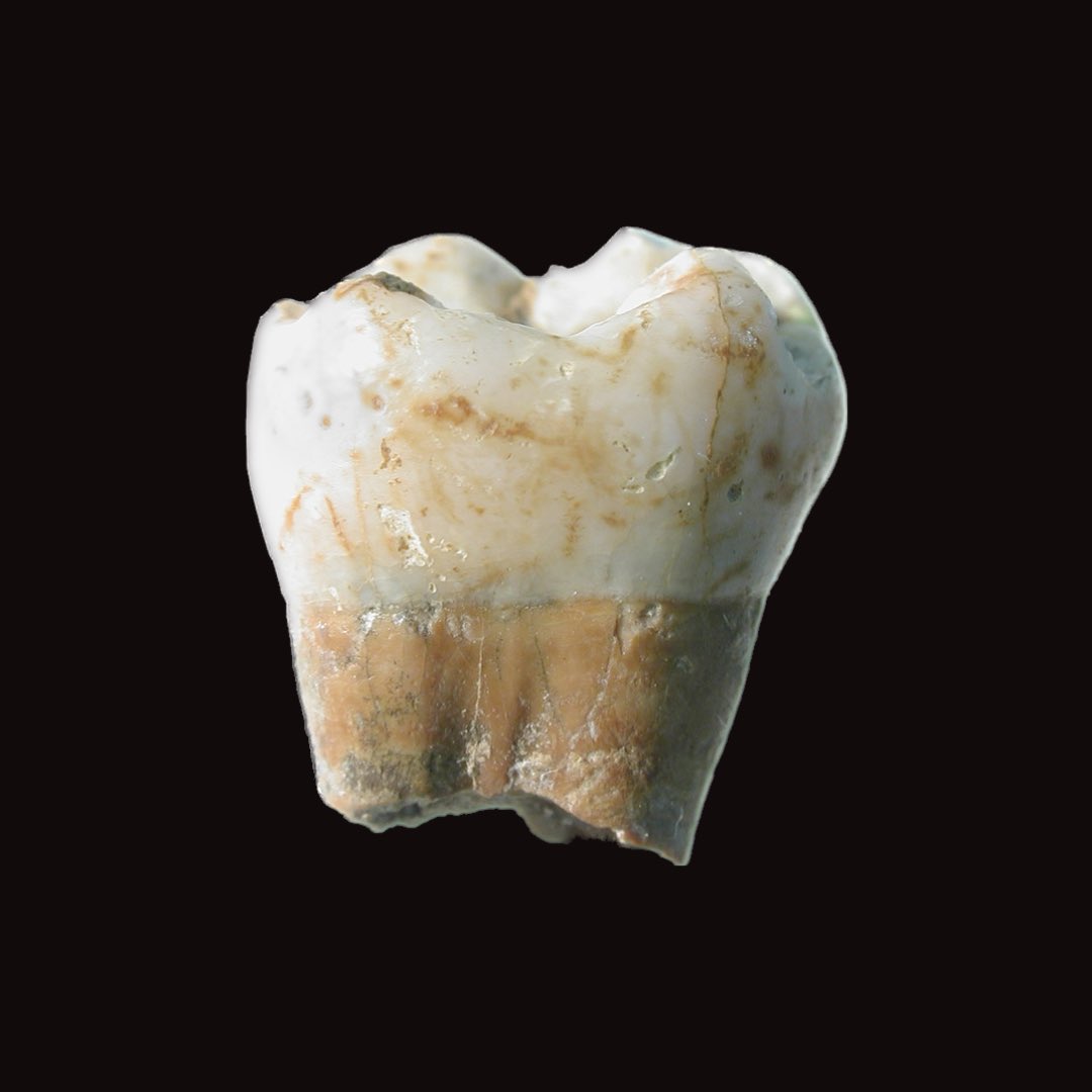 Museu de Prehistòria de València tweet media