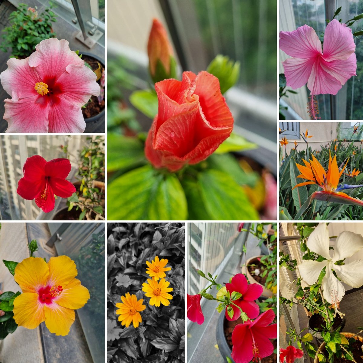 Flowers of August!
#theme_pic_India_flowers