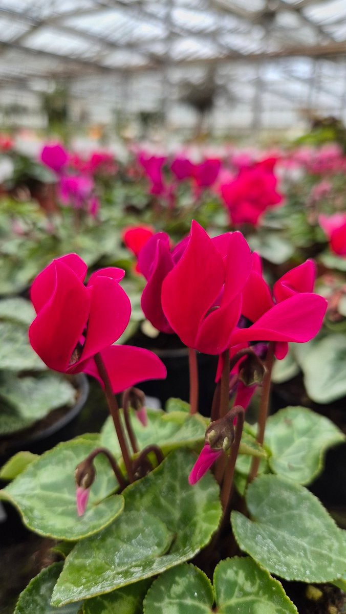 #settembre #estate2025  #ciclamini #vivaigaggero