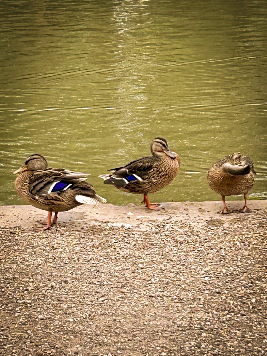 #MallardMonday "See no evil, hear no evil, speak no evil" The three wise mallard ducks .